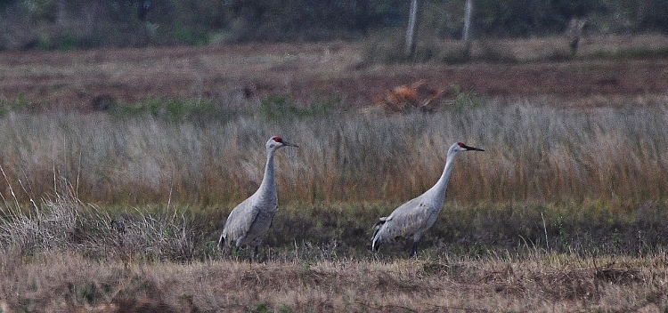 sandhill cranes